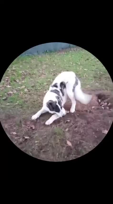 Mixed Breed dogs for adoption: ODIN, a superb young boy - for a Loving Home  - Video 2