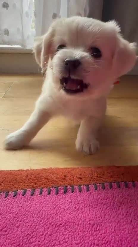 Maltese dogs for sale: Beautiful Bichon Maltese Puppies-1st Family Litter - Video 1