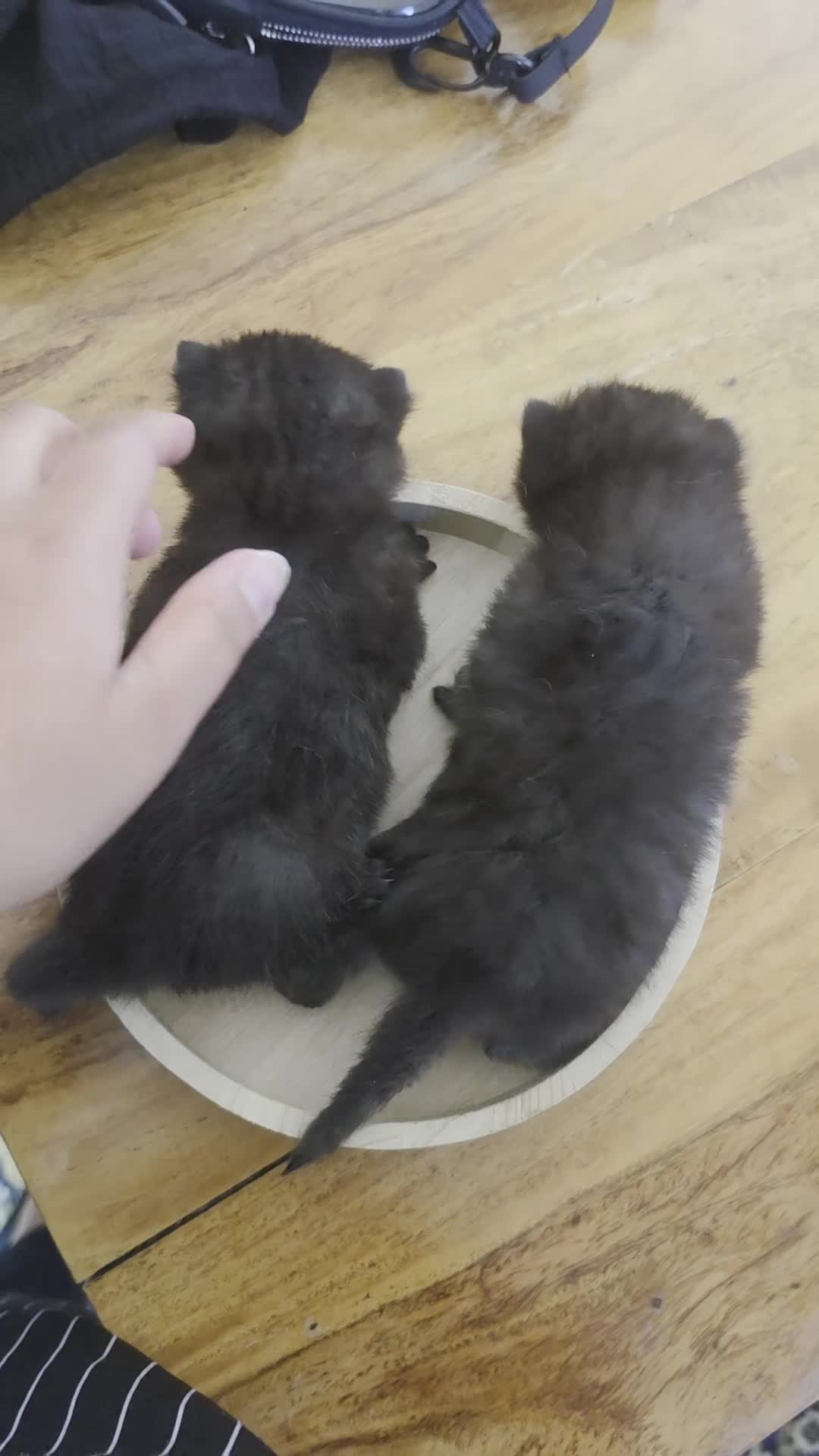 Scottish Fold cats for sale: Scottish fold kittens  - Video 1