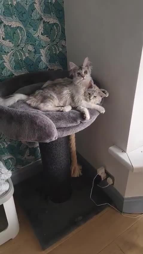 Maine Coon cats for sale: Tica Registered Maine Coon Kittens - Video 1