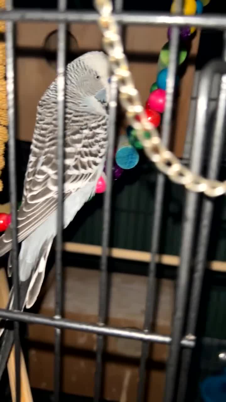 Budgerigars birds for sale: Male exhibition budgie - Video 1
