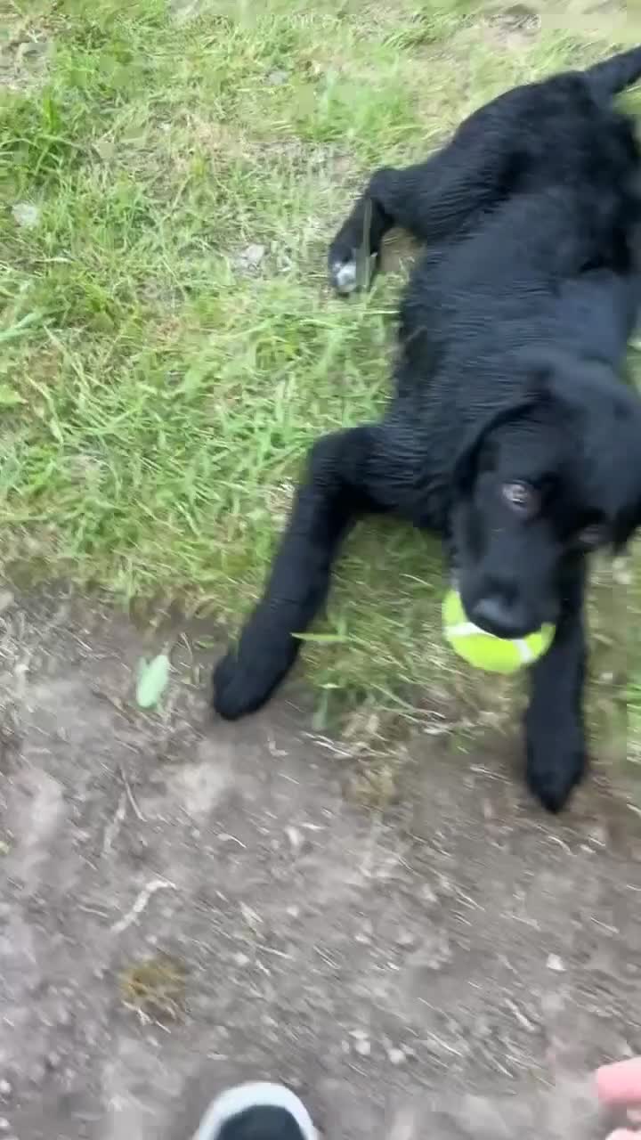 Mixed Breed dogs for sale: Lab x Bernese Mt Dog for a forever home - Video 1