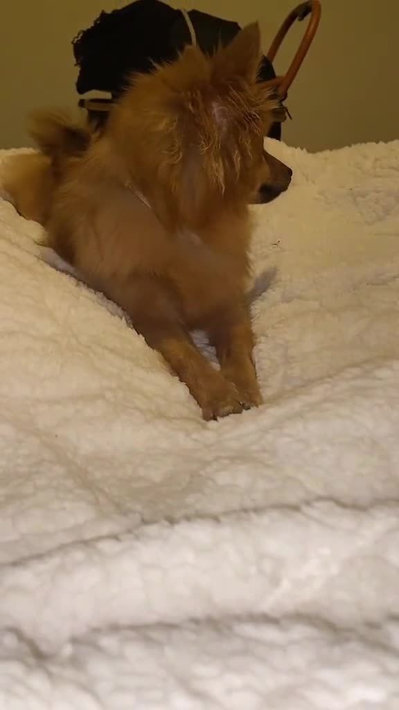 German Spitz dogs for sale: German spitz (still available 🤍) - Video 3