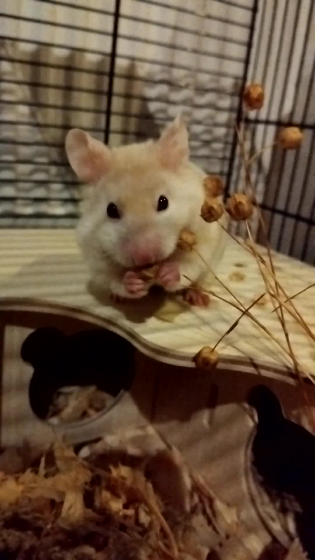 Hamster rodents for sale: 🐹 Female hamster ready for adoption 🐹 - Video 1