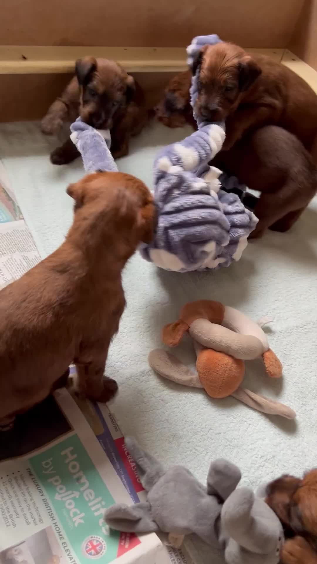 Irish Terrier dogs for sale: Male Irish Terrier Puppies - Video 2