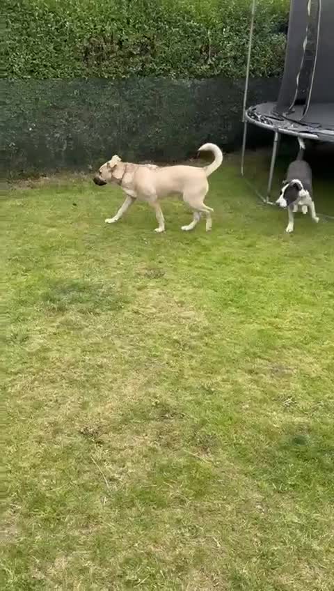Mixed Breed dogs for sale: American stuffy and husky  mix - Video 2