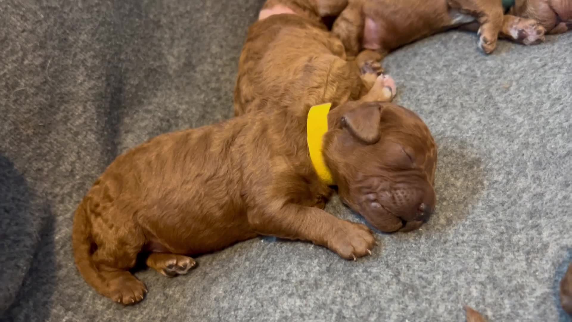 Cavapoo dogs for sale: TOY RED CAVAPOO PUPPIES  - Video 1