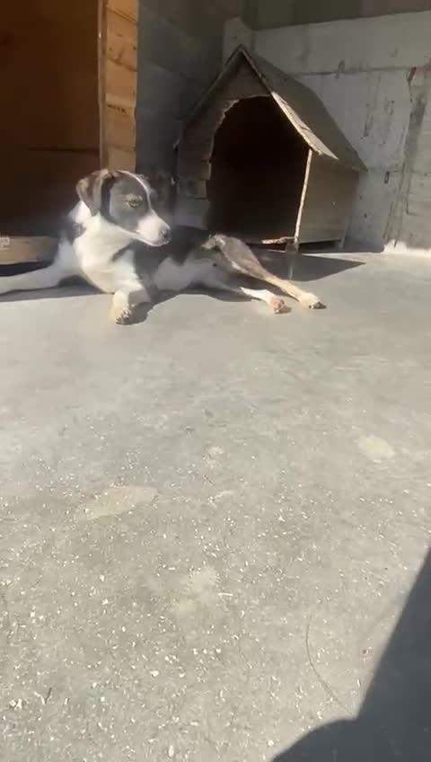 Mixed Breed dogs for adoption: Kaia, 1.5 yrs approx. Available for adoption. - Video 2