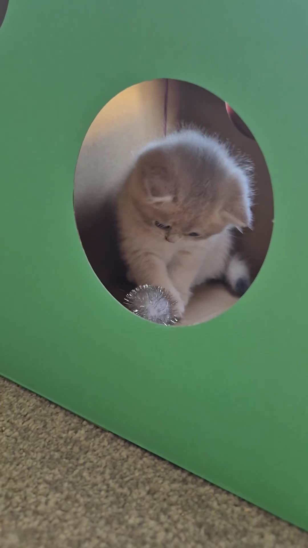 British Shorthair cats for sale: The Tik Tok Party kittens  in Holsworthy - Video 4