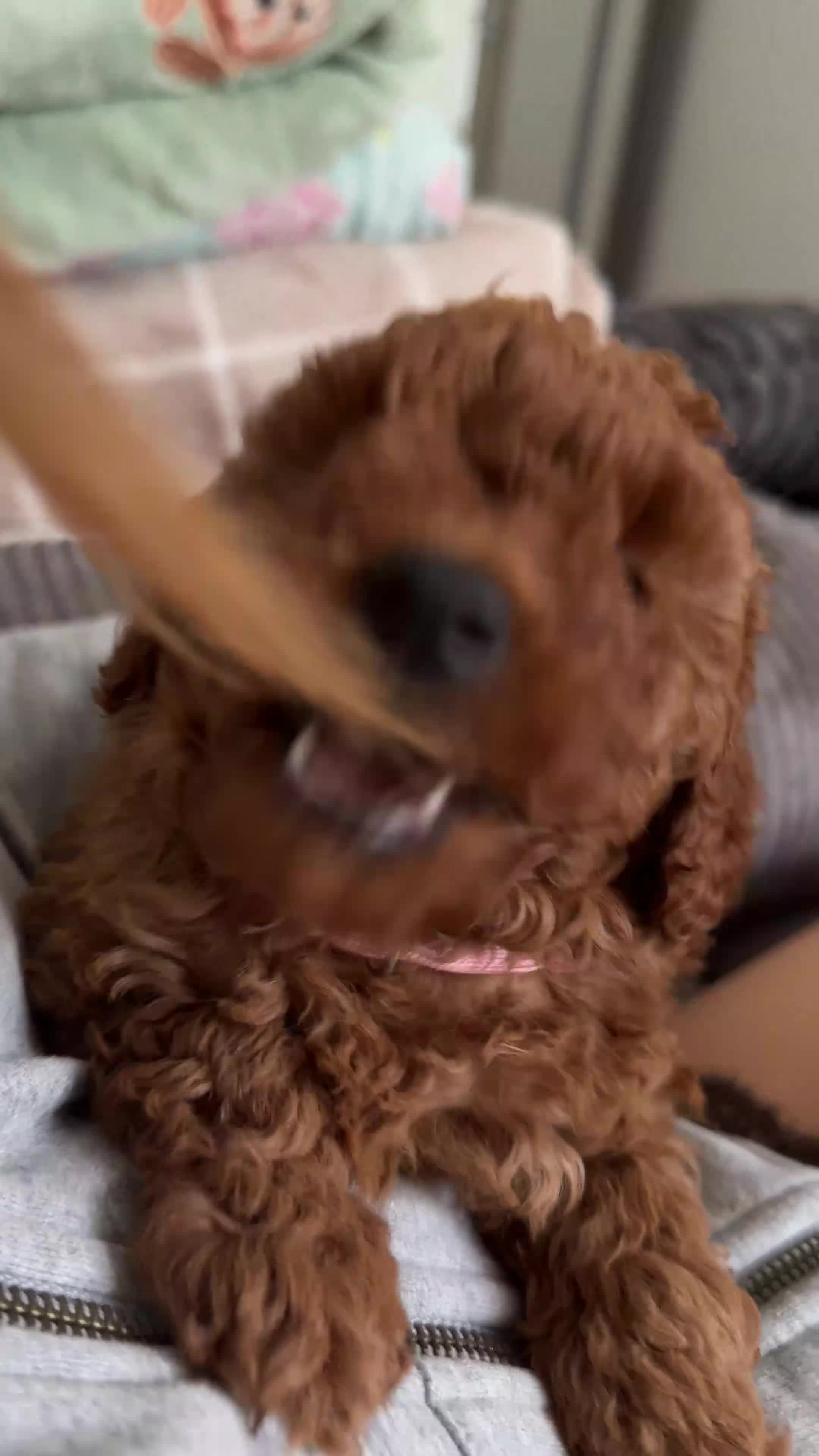 Miniature Poodle dogs for sale: Beautiful Miniature Poodle Puppies 🐾 - Video 1