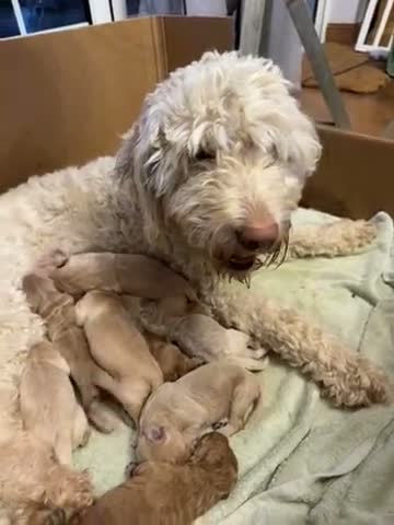 Mixed Breed dogs for sale: F4 Australian Labradoodles in Dorking - Video 1