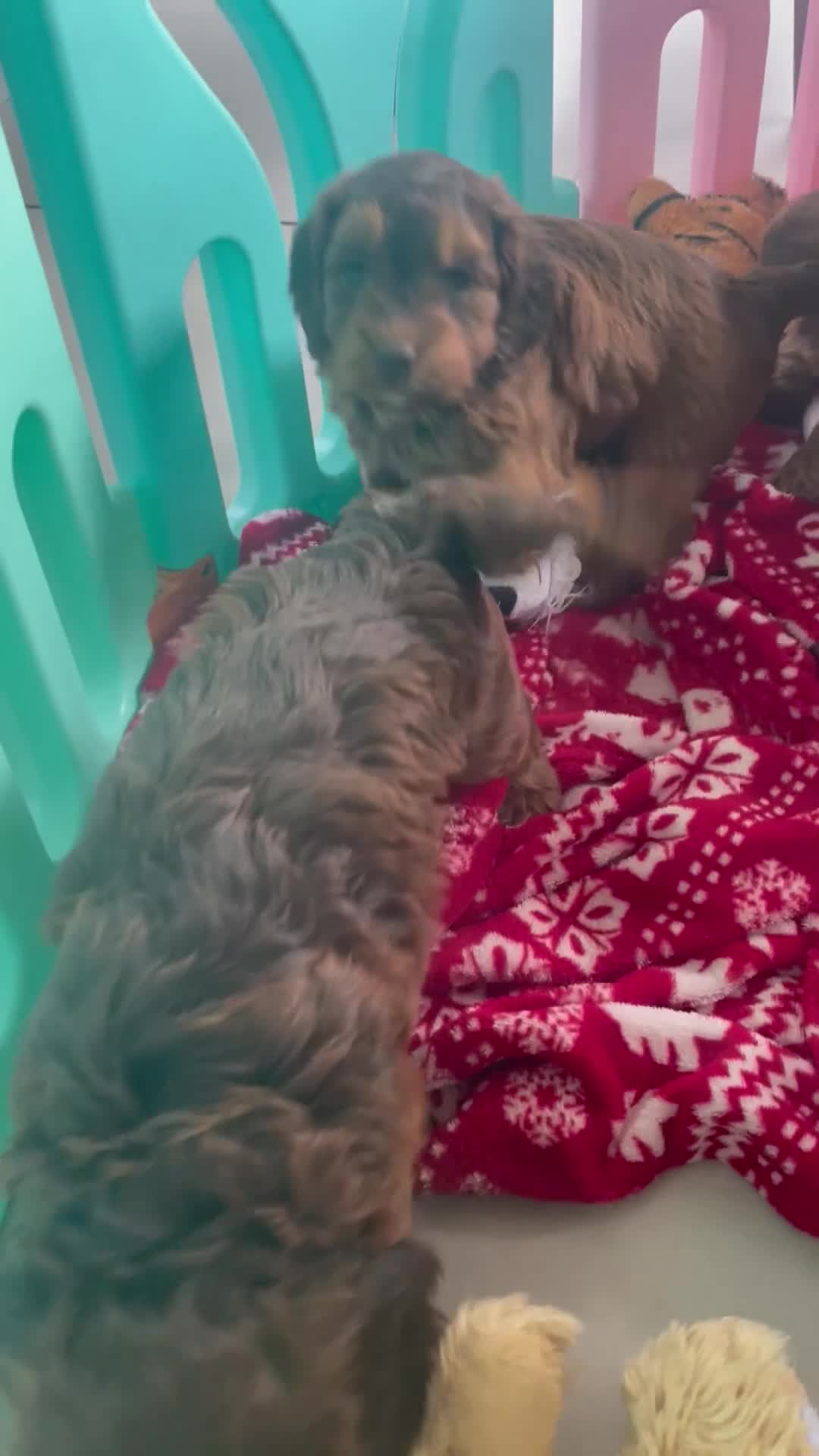 Cockapoo dogs for sale: F1 MINIATURE SHOWLINE COCKAPOO PUPPIES - Video 2