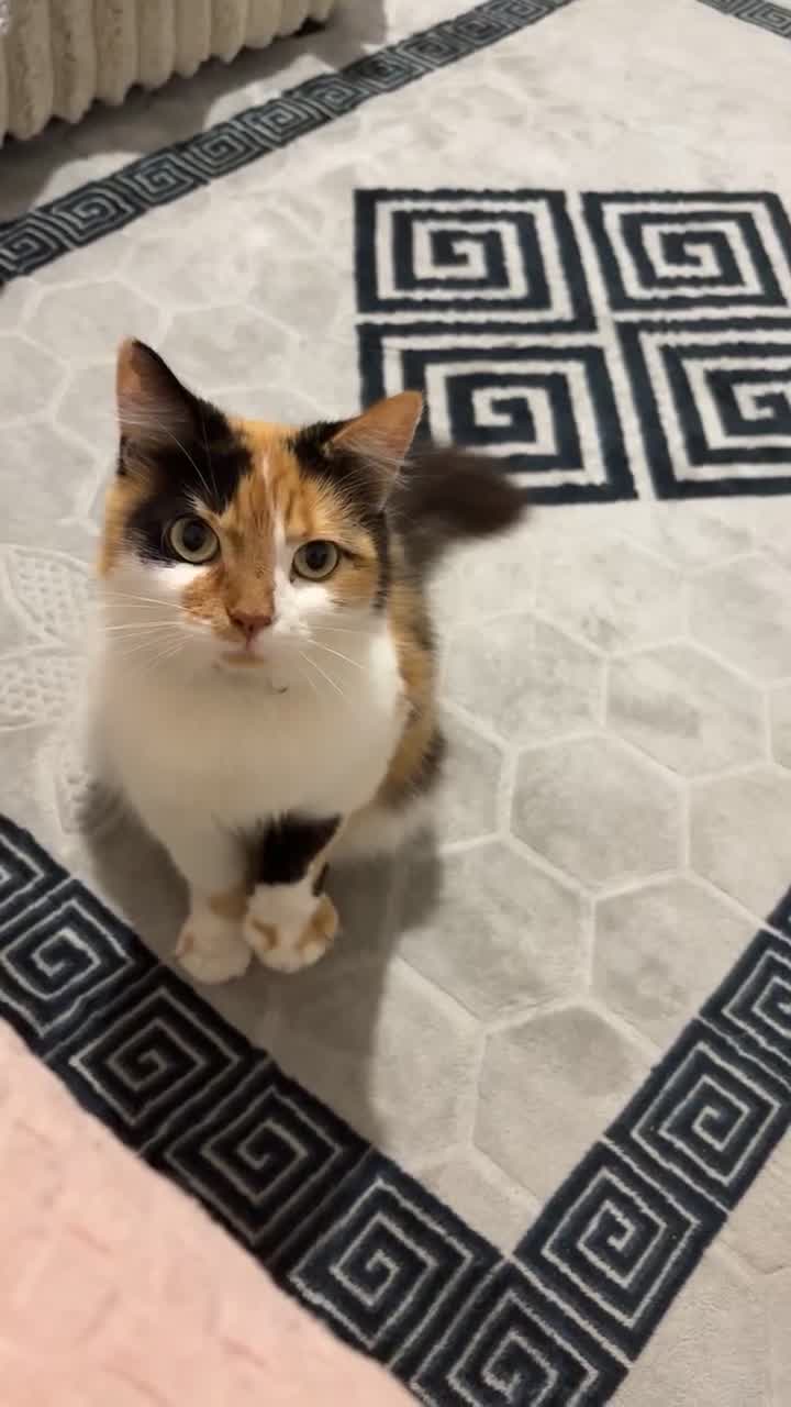 Mixed Breed cats for sale: Domestic long haired female cat  - Video 1