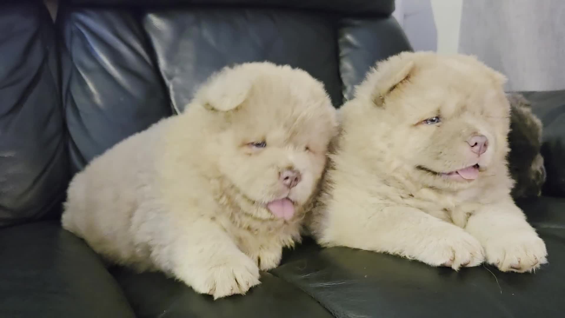 Chow Chow dogs for sale: 💫Stunning Chows Available 🥰❤️ - Video 2