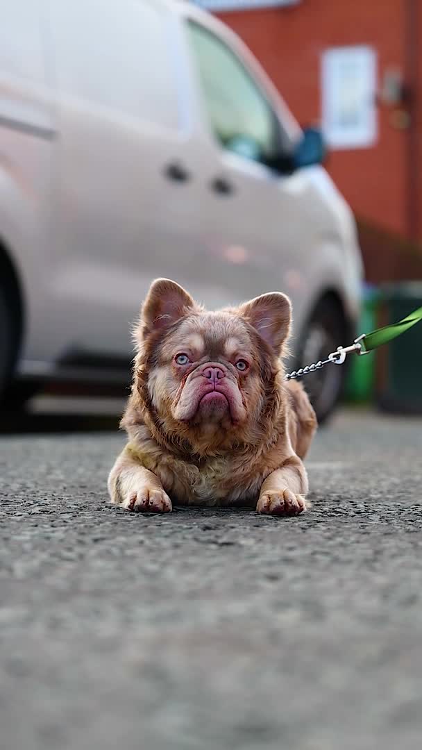 French Bulldog dogs for stud: Visual fluffy new shade boy Fluffiest in the UK  in Manchester - Video 1