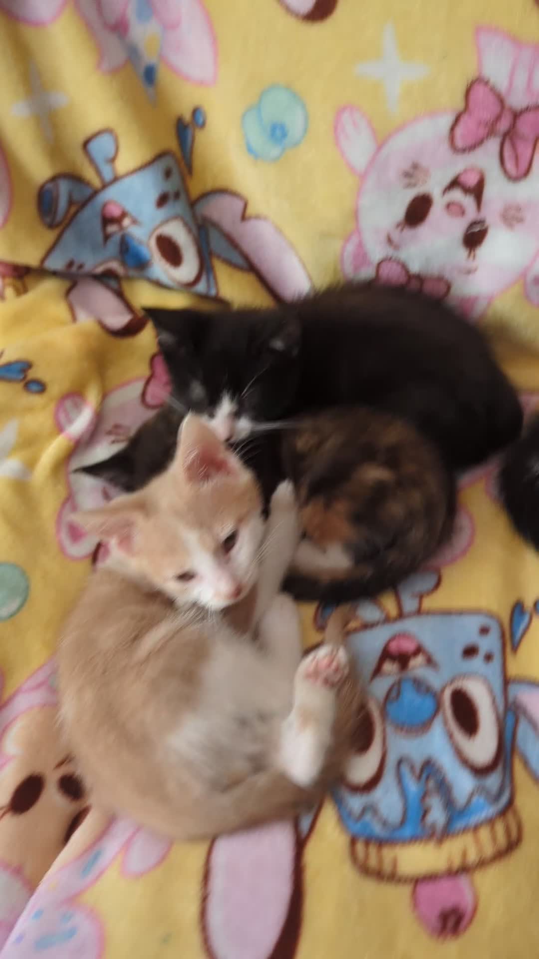 European cats for sale: Kittens for sale  - Video 1