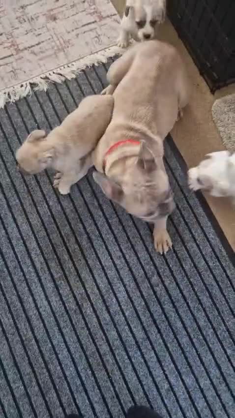 French Bulldog dogs for sale: Franch Bulldog  - Video 1