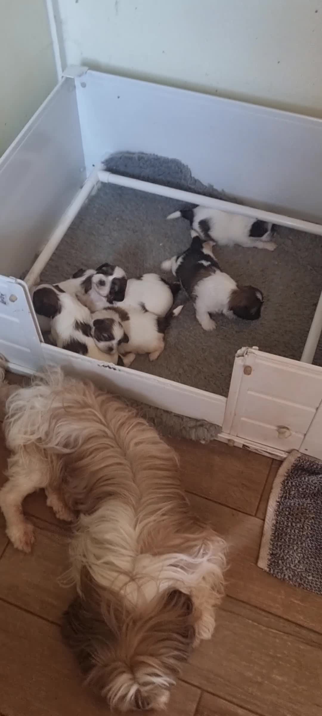 Shih Tzu dogs for sale: Shihtzu pups  - Video 1