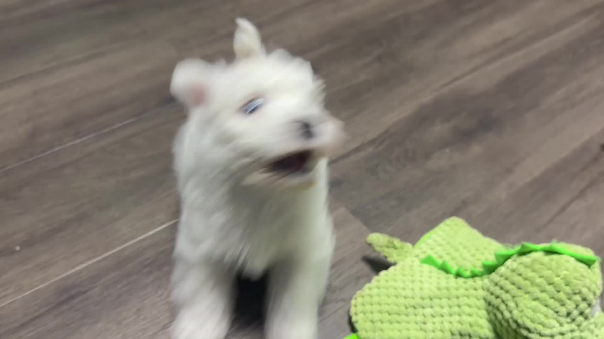 West Highland Terrier dogs for sale: Georges Westie puppy boy in Spalding - Video 1