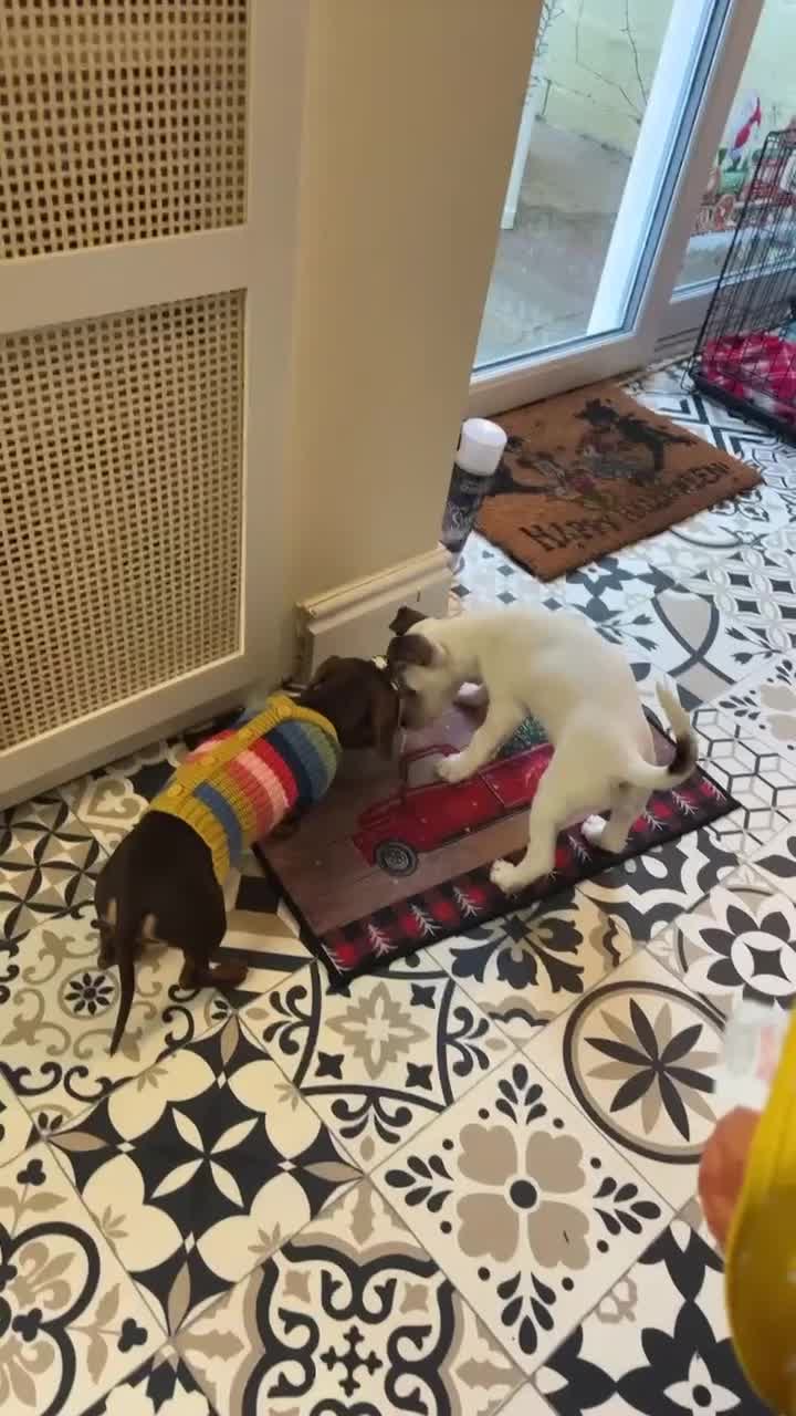 Jack Russell dogs for sale: Male jack Russell, Jax 8 months old  in Caerphilly - Video 2