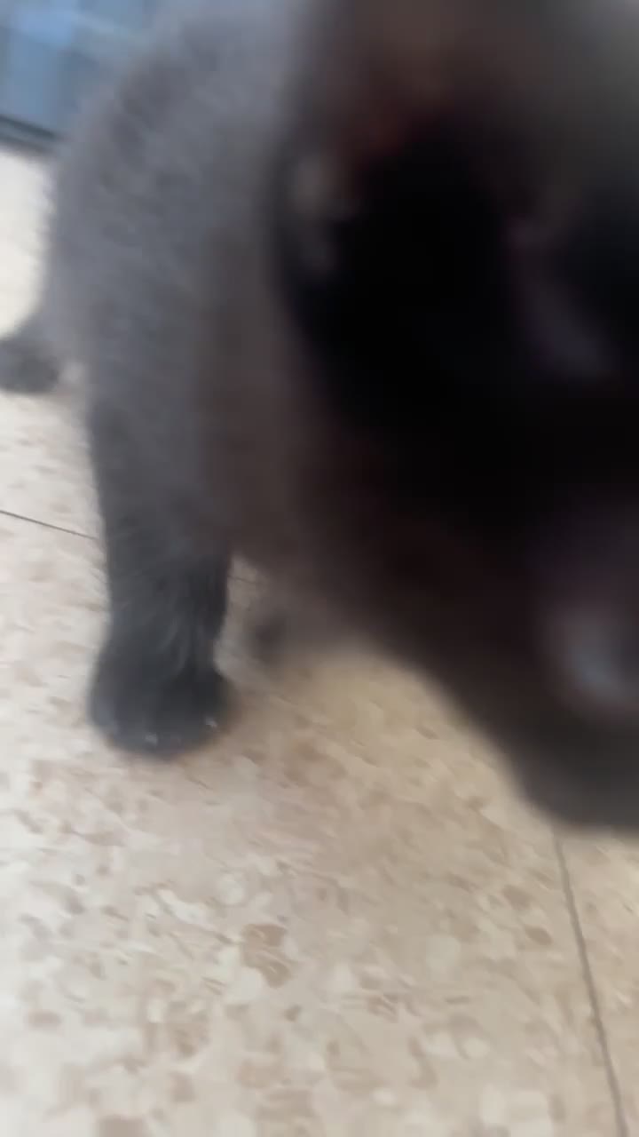 Bombay cats for sale: Beautiful boy kitten for sale  - Video 2