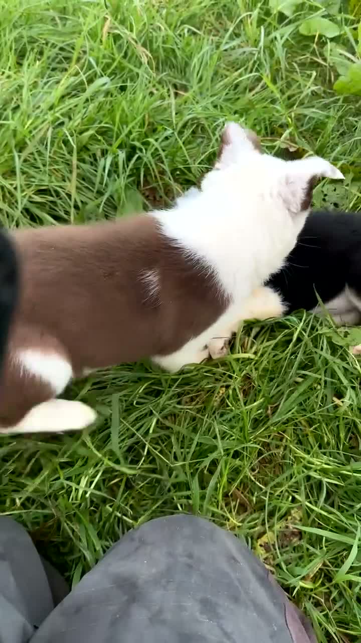 Border Collie dogs for sale: Border collie puppies  in Lanark - Video 1
