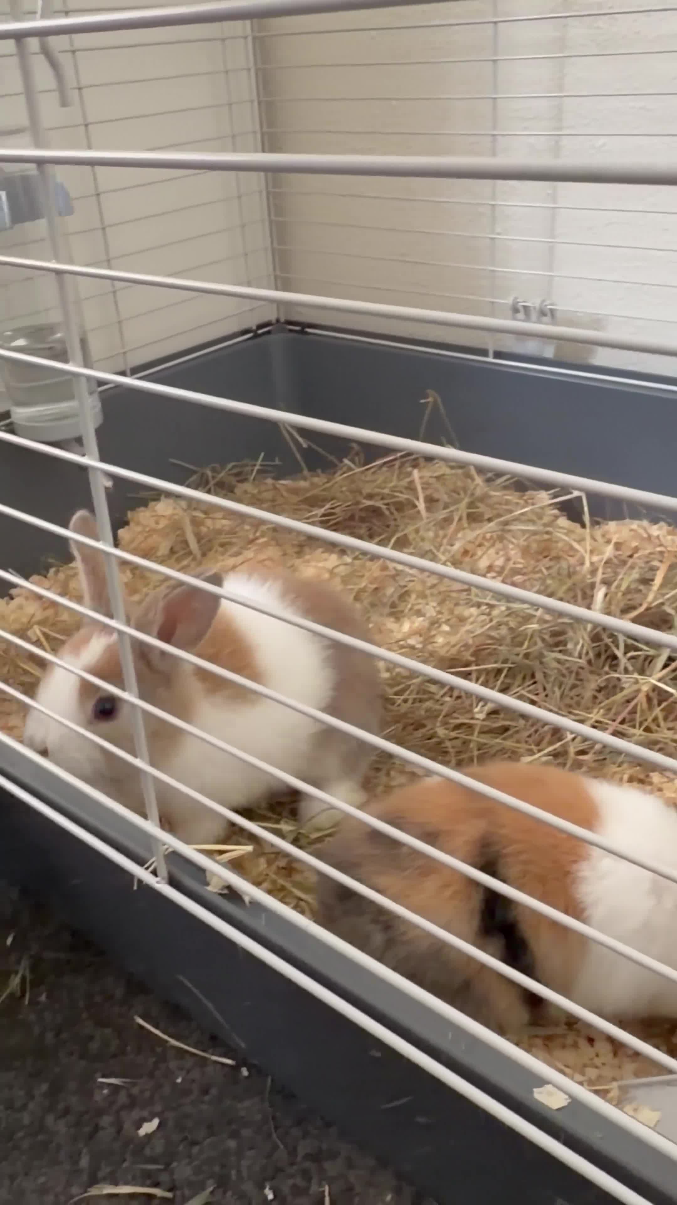Mixed Breed rabbits for sale: Butter and Toffee in Basildon - Video 1