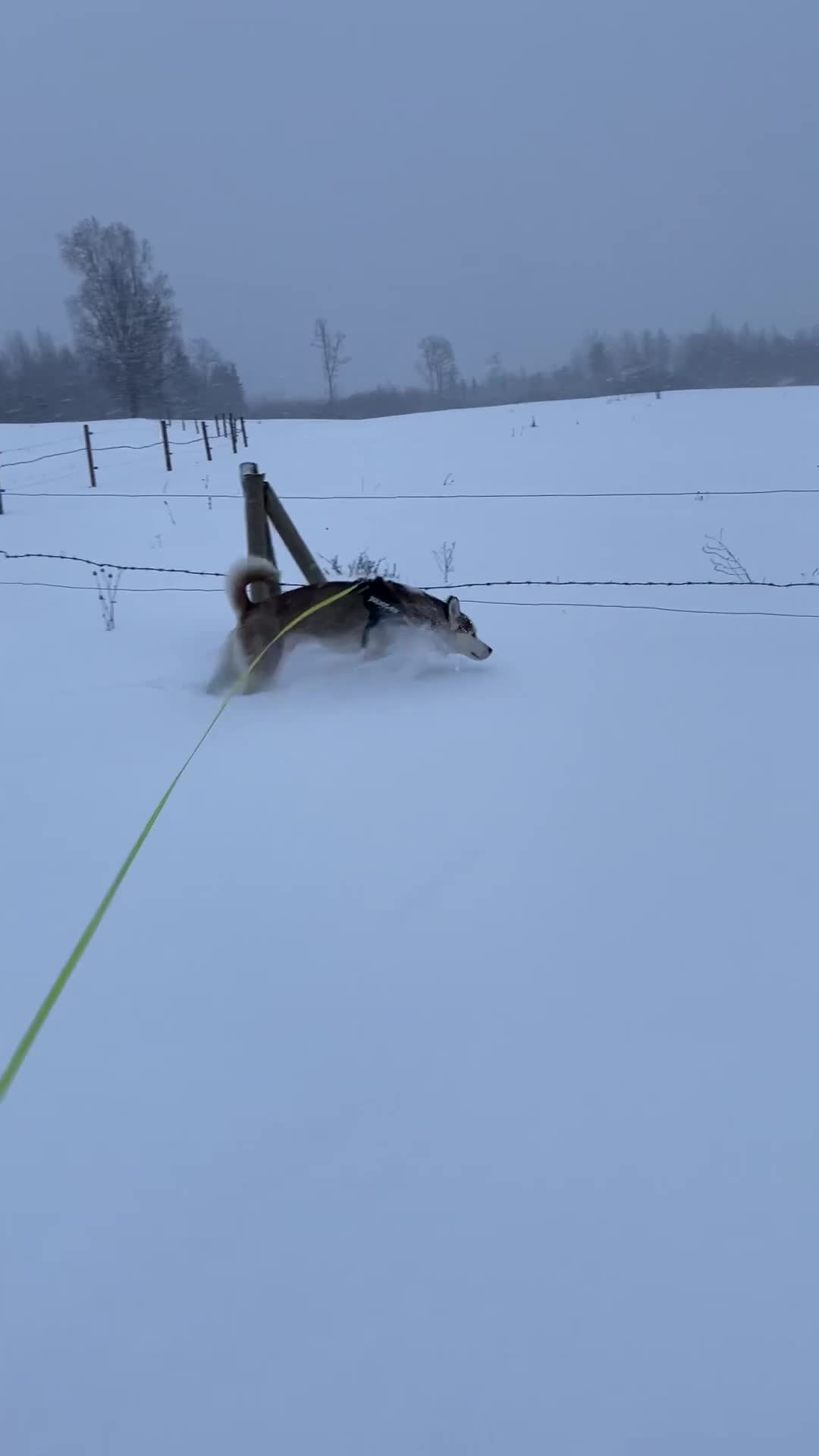 Siberian Husky dogs for stud: Imported Blue Eyed, Red & White Husky Stud in Treorchy - Video 1