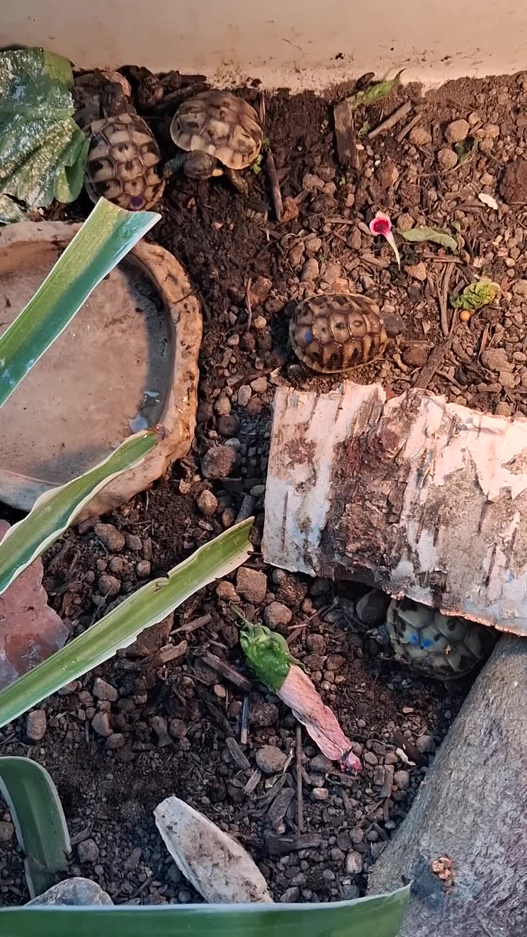 Hermann Tortoise reptiles for sale: Last 2, Hermann tortoises, UK bred. - Video 3