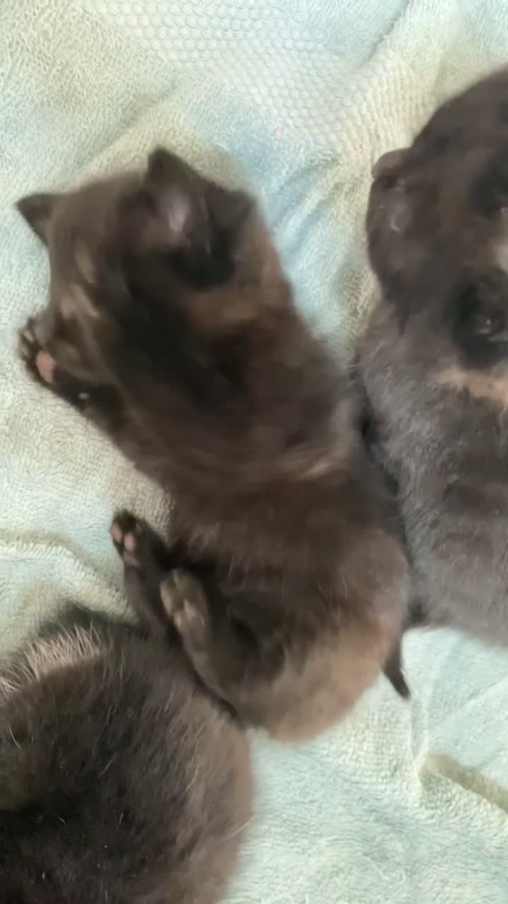 Mixed Breed cats for sale: KITTENS LOOKING FOR THEIR FOREVER HOME - Video 1