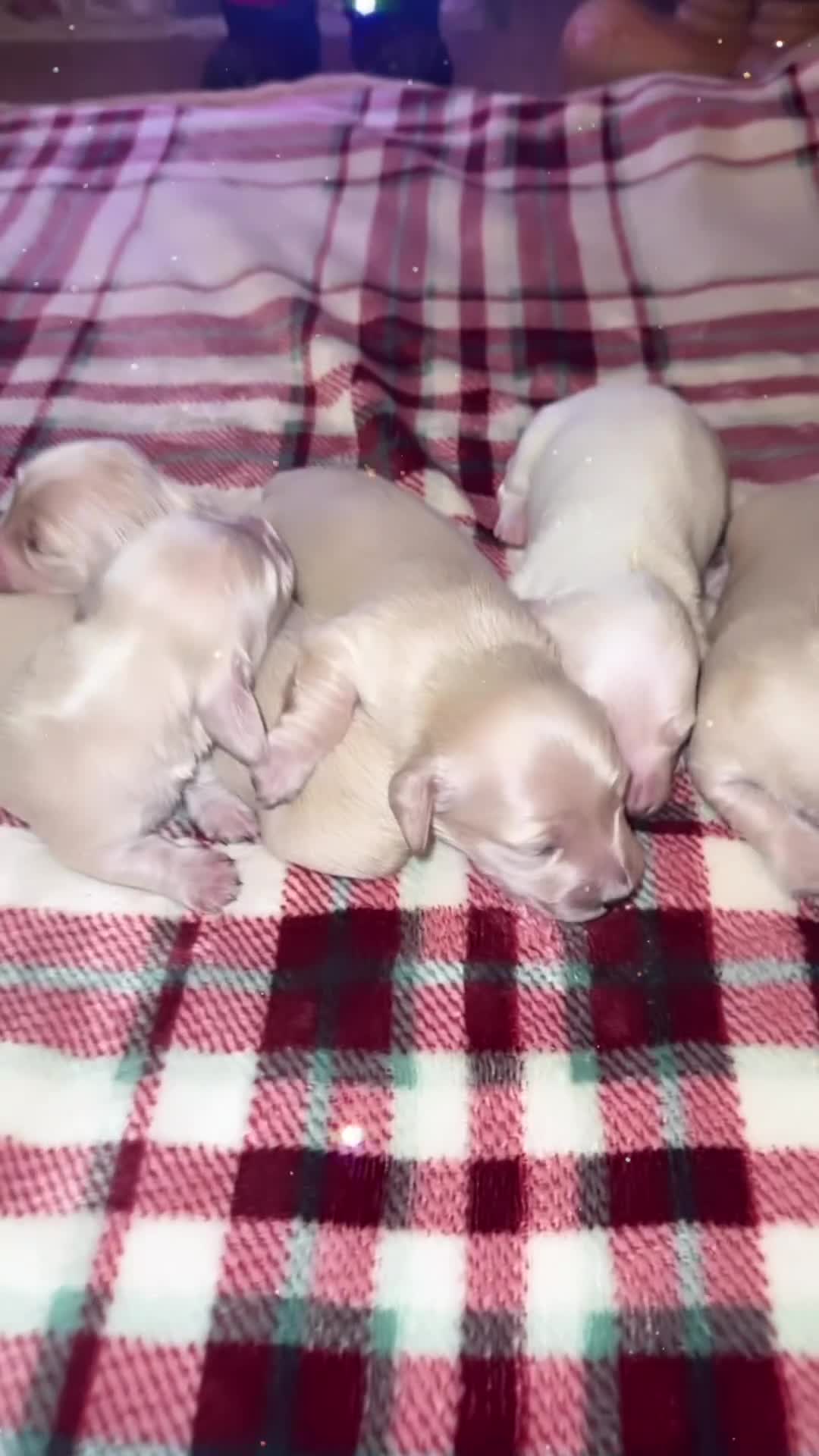 Miniature Dachshund dogs for sale: Miniature long haired cream dachshund puppies  - Video 2