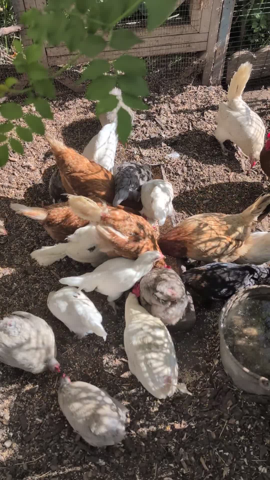 Chickens poultry for sale: Hens free x5  - Video 2