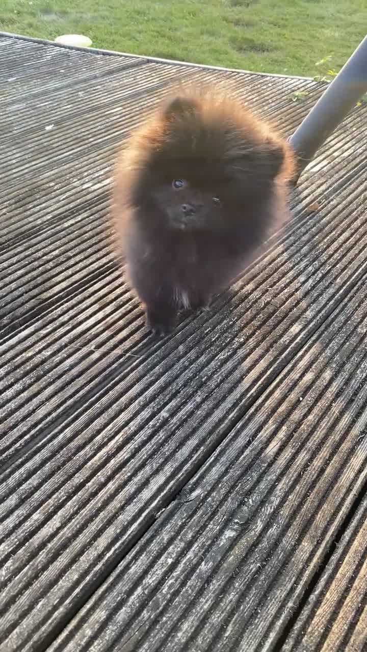 Pomeranian dogs for sale: Gorgeous tiny male Pomeranian puppy - Rocko - Video 1