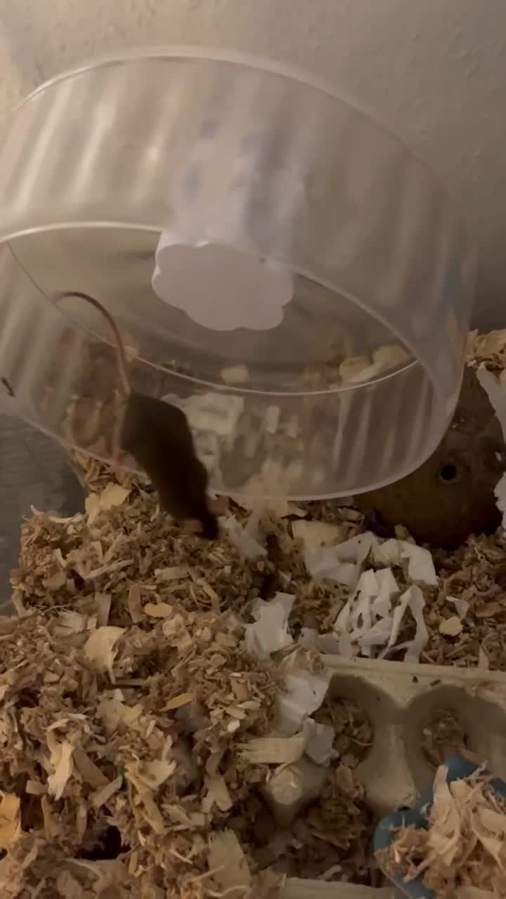 Mouse rodents for sale: URGENT REHOMING FEMALE MOUSE - Video 1
