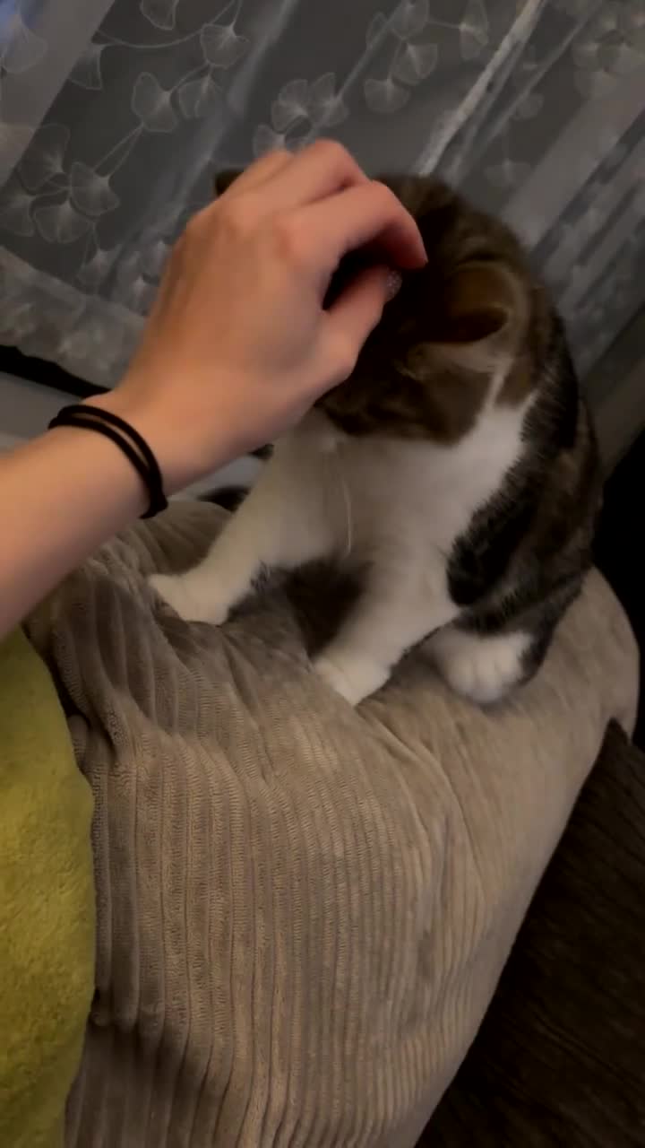 Mixed Breed cats for sale: 2 male cats  - Video 2