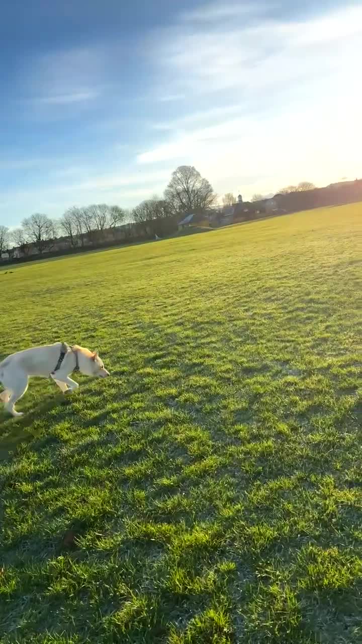 Shepsky dogs for sale: Marshall  - Video 2