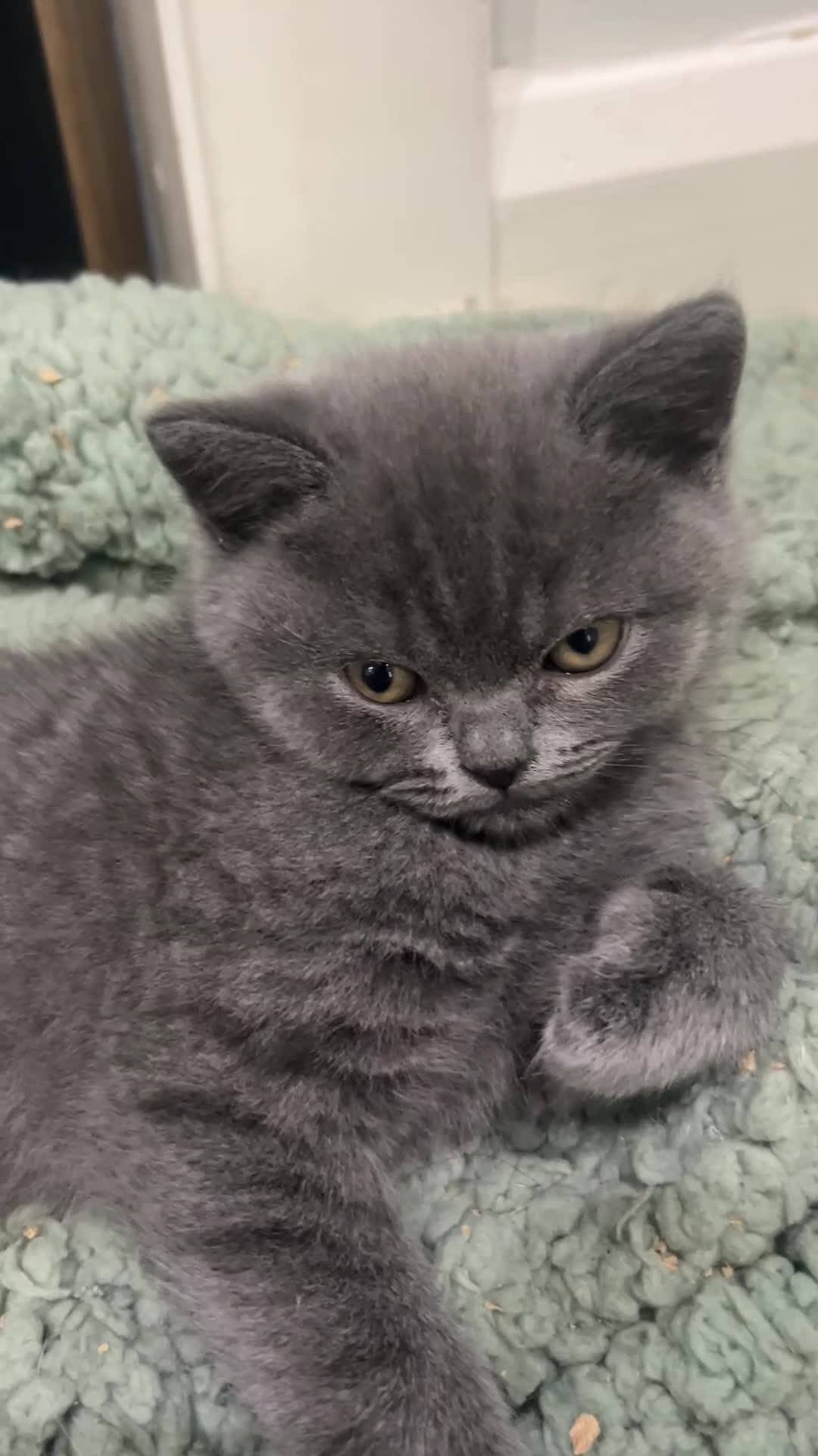 British Shorthair cats for sale: British Shorthair kittens | Ready Now |  - Video 1