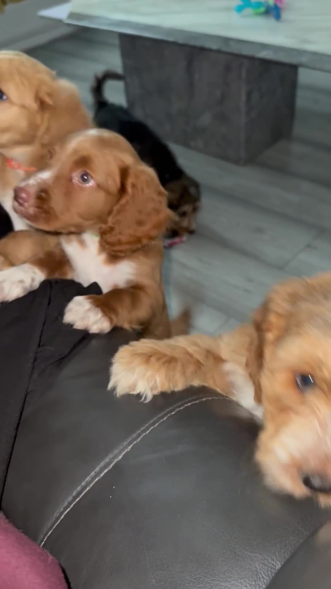 Cockapoo dogs for sale: 2 Beautiful Boy Cockapoo Puppies Left!! - Video 4