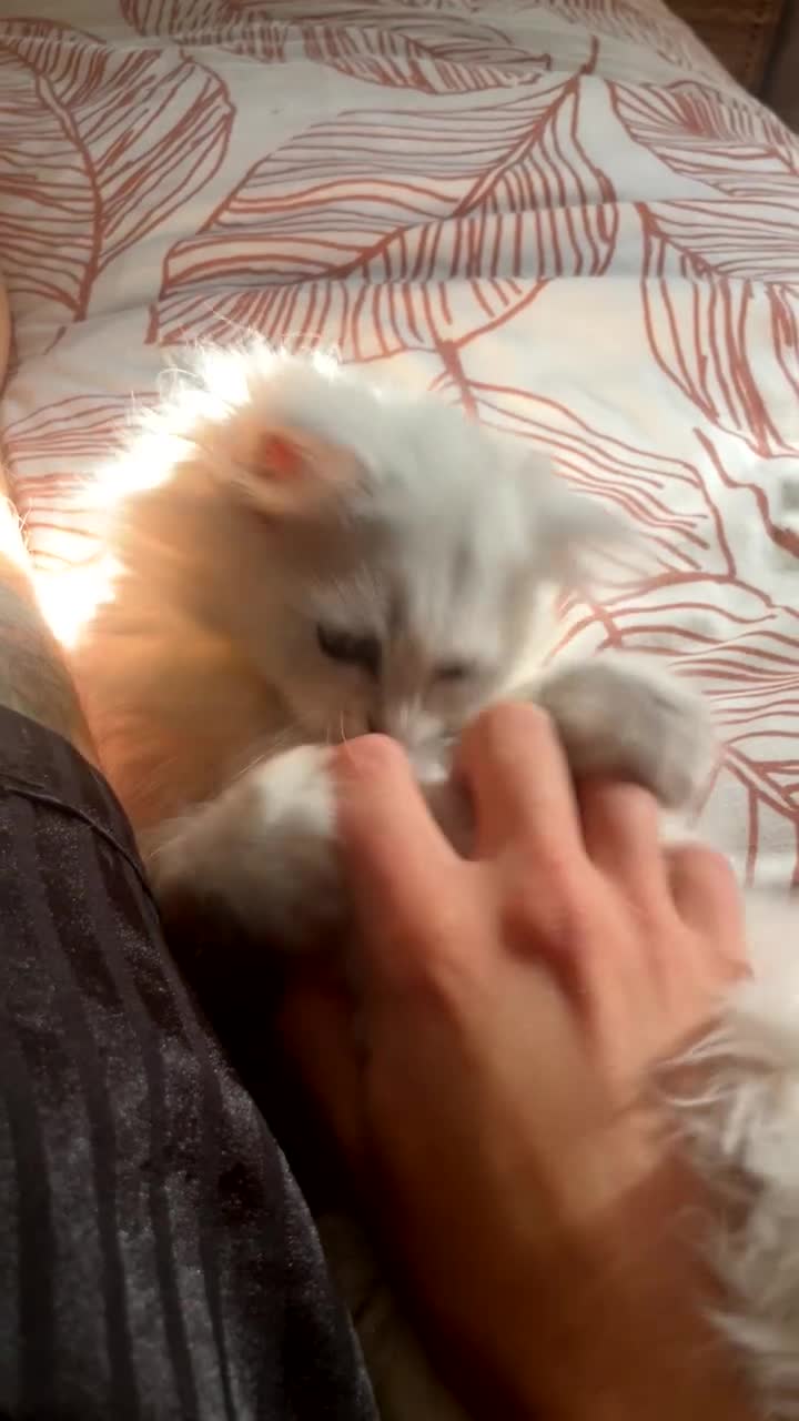 Persian cats for sale: Boy Persian kitten. Ready 2 go ASAP!🔥 - Video 1