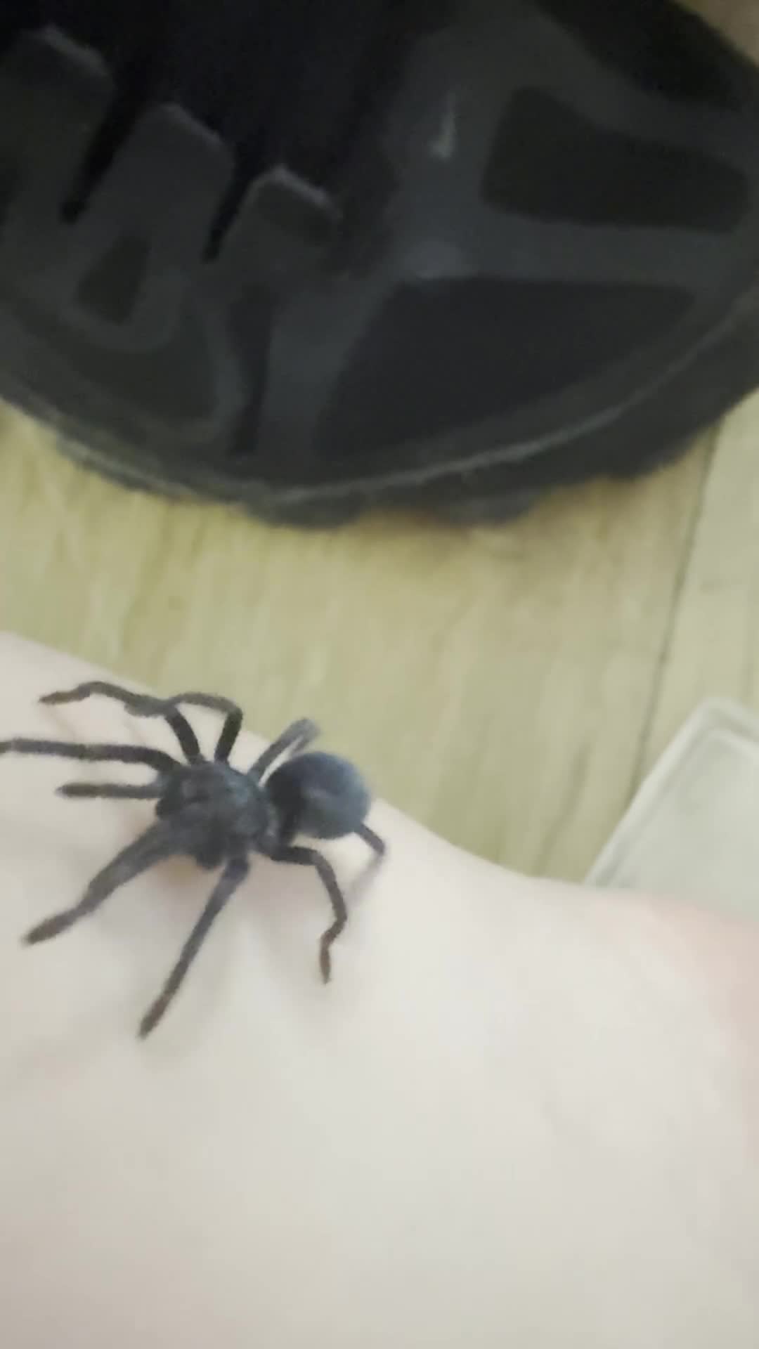Tarantulas invertebrates for sale: Tarantulas for sale  - Video 4