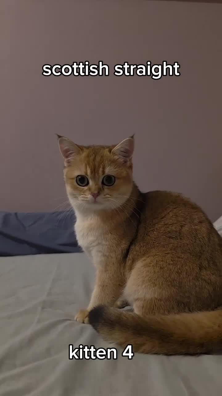 Scottish Fold cats for sale: Scottish fold Golden chinchilla  - Video 4