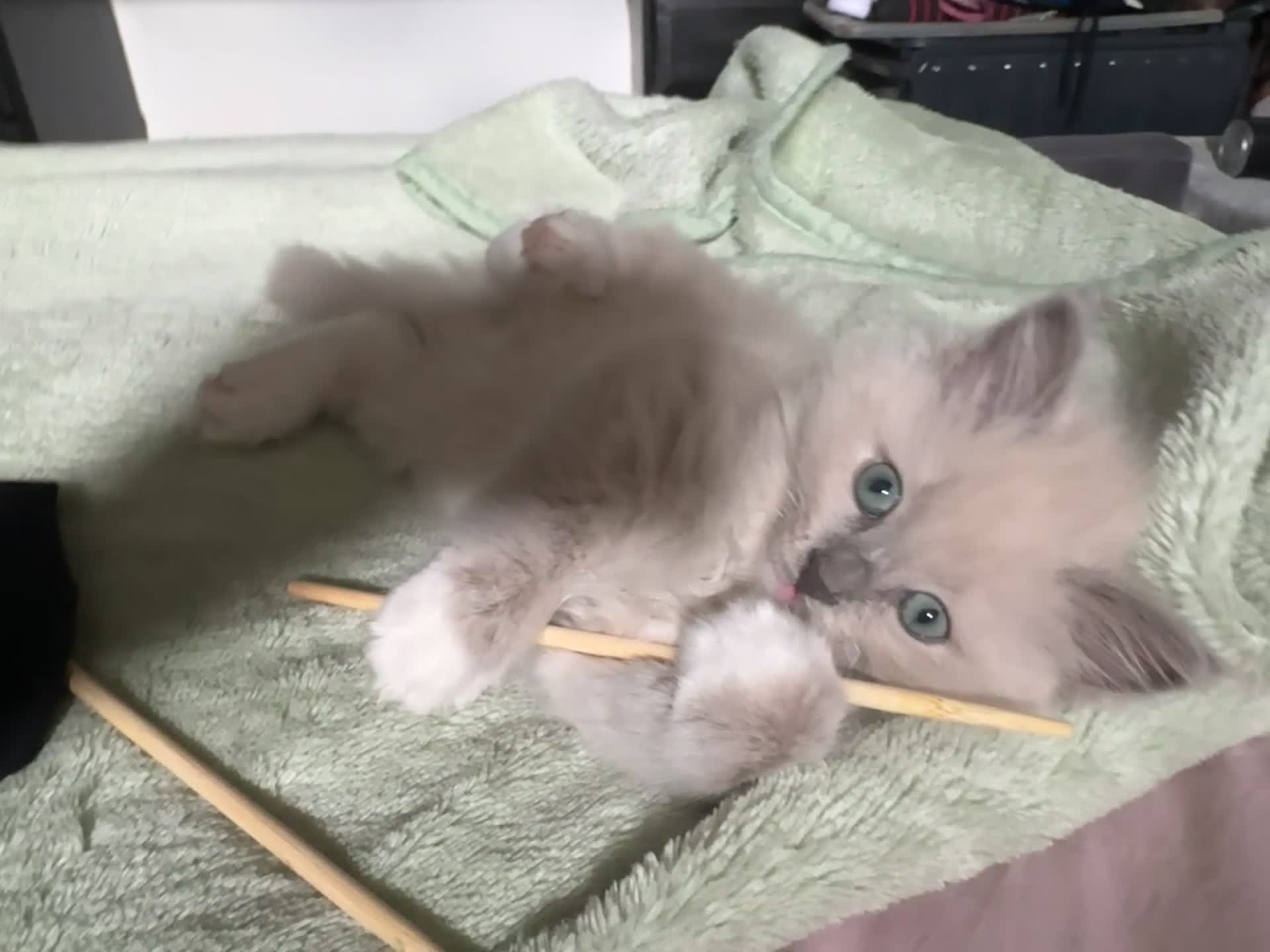 Ragdoll cats for sale: Rare Mink and blue mitted Ragdoll kittens  - Video 5