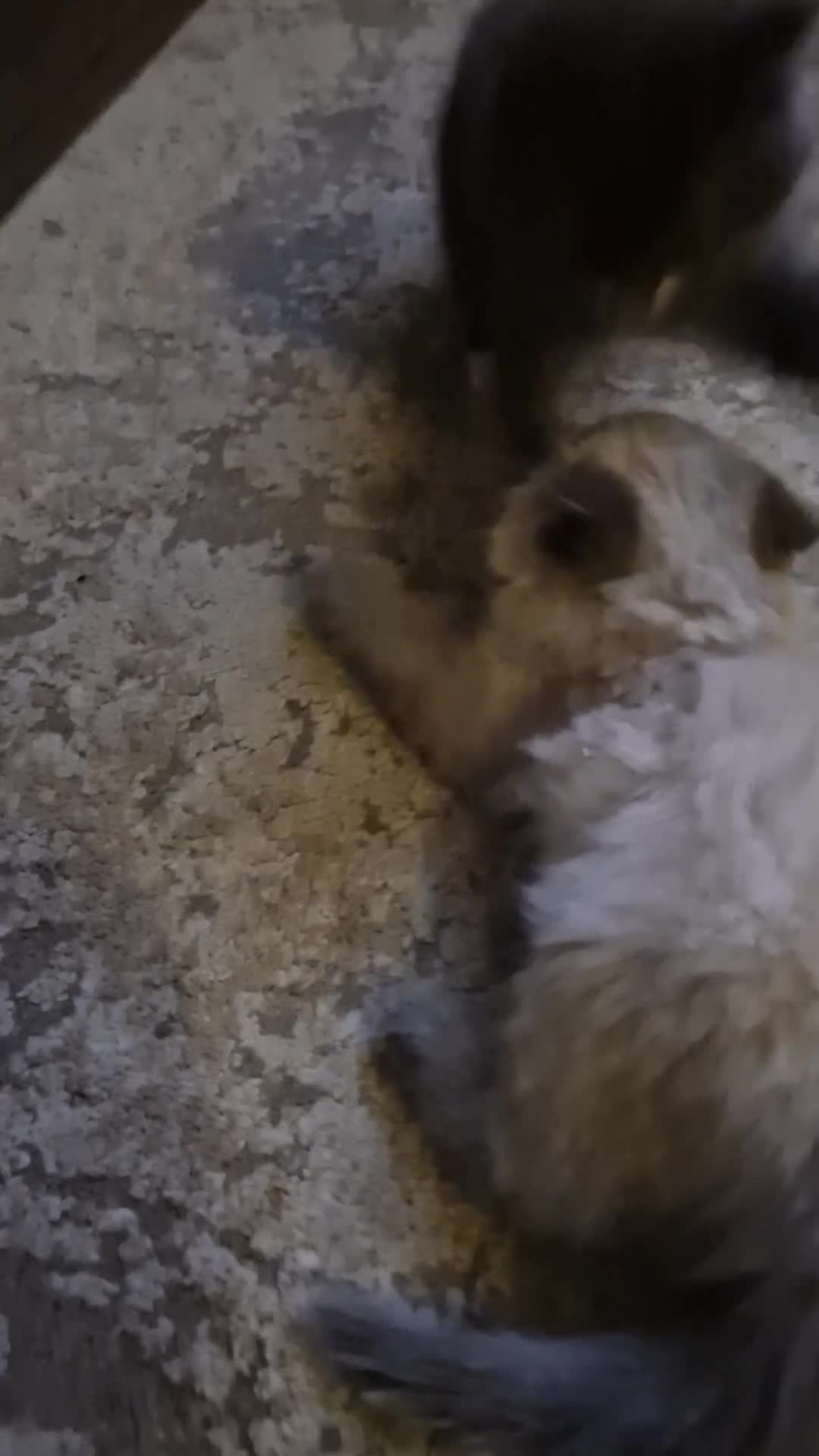 Ragdoll cats for sale: Male ragdoll kitten - Video 1