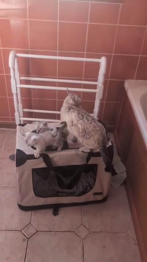 Bengal cats for sale: RARE Snow lynx Clouded glittery bengal kittens in Bishop Auckland - Video 1