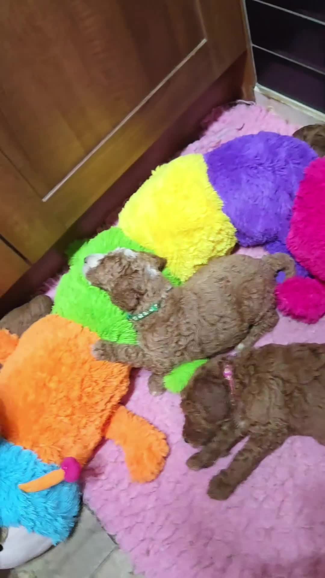 Irish Doodle dogs for sale: Irish Doodle Std 1 Girl Ready to go - Video 1