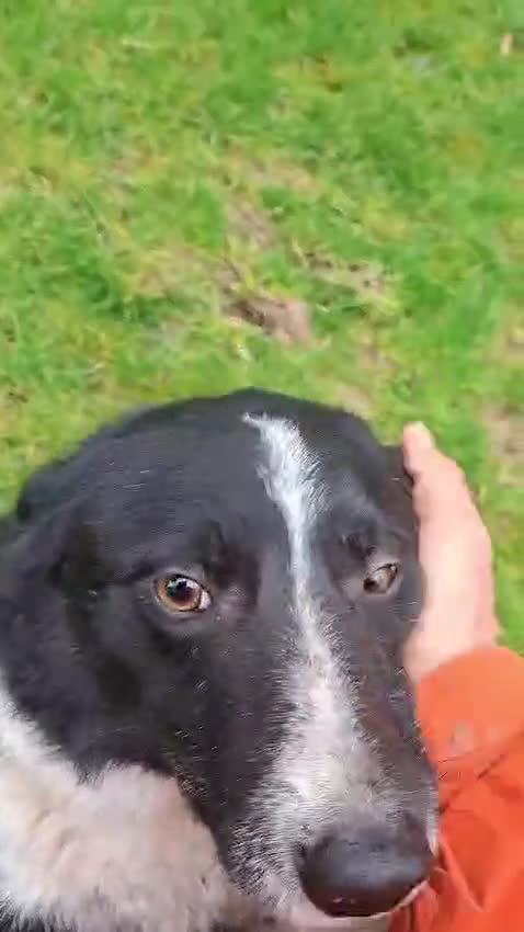 Border Collie dogs for sale: Fabulous male border collie - Video 1