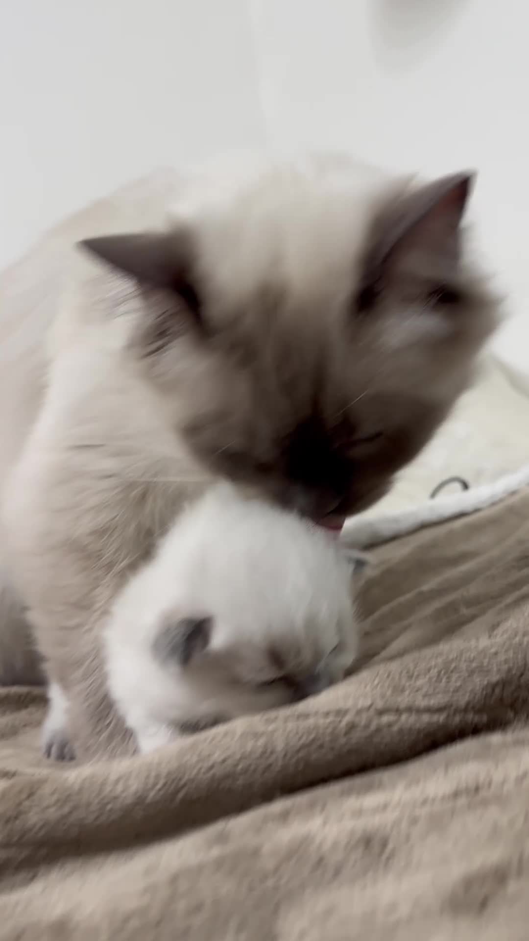 Ragdoll cats for sale: “ Ragdoll kittens “ A perfect  **  present  - Video 1