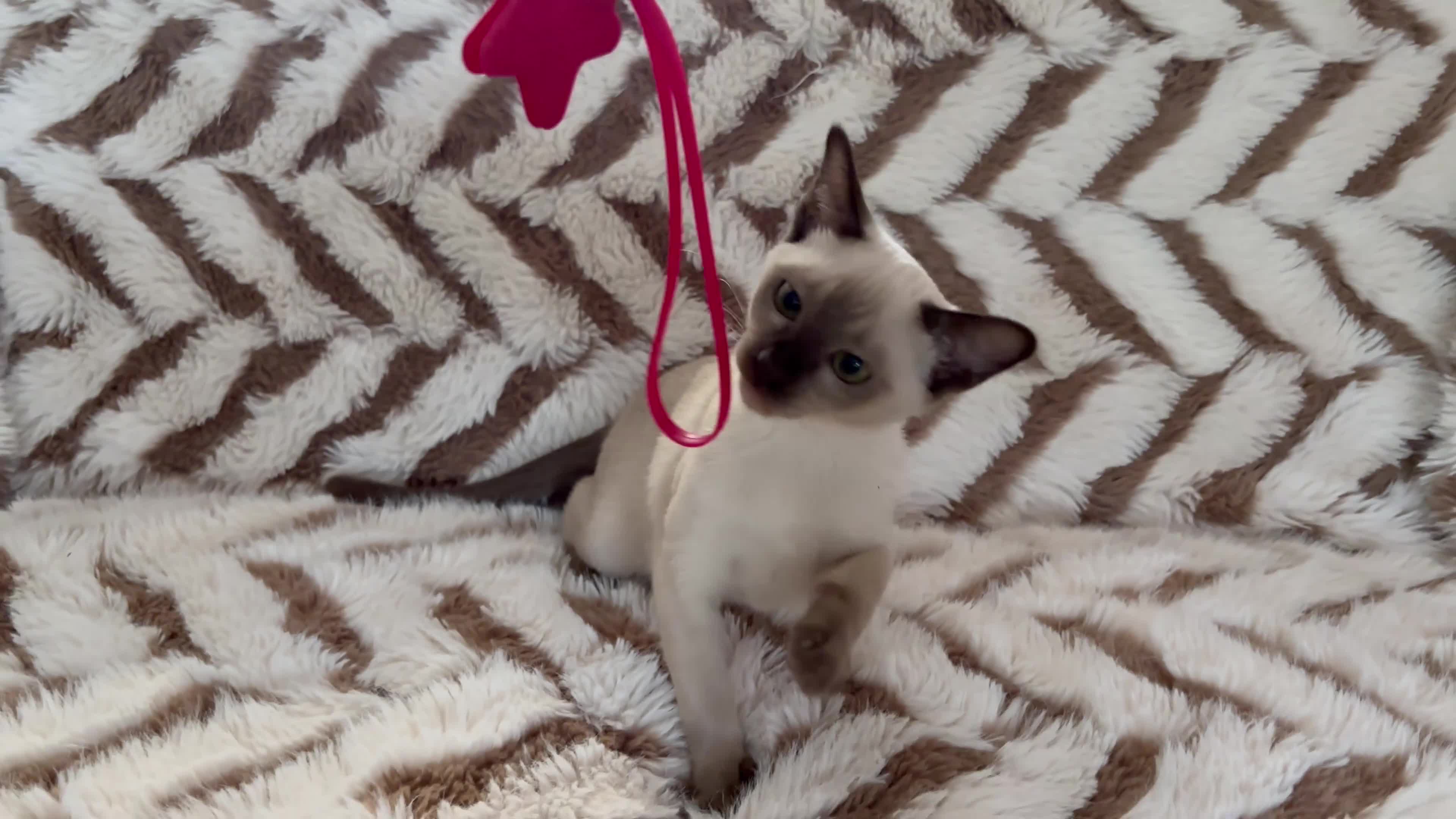 Tonkinese cats for sale: Exceptional pedigree Tonkinese - Video 4