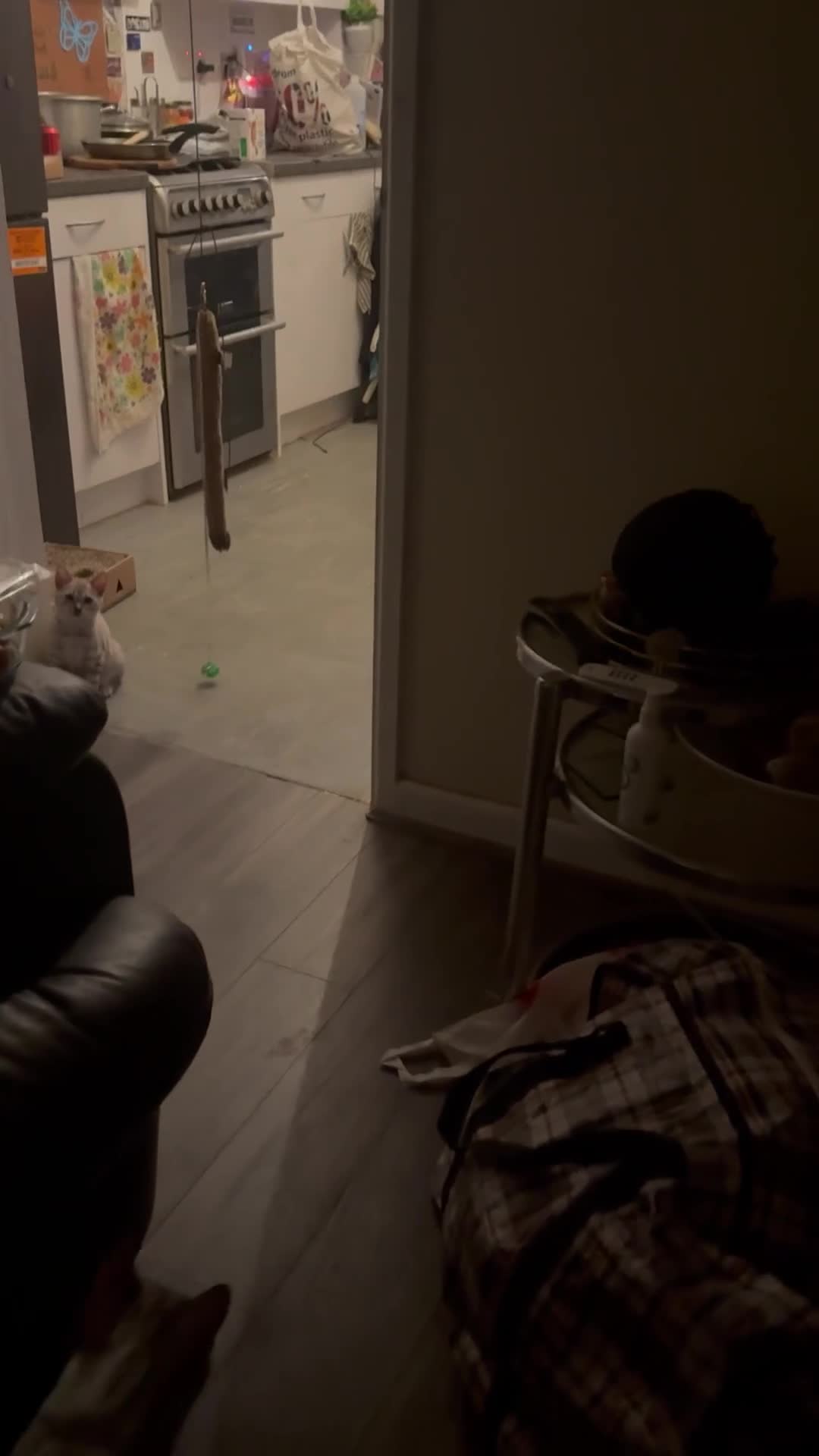 Bengal cats for sale: Tica registered beautiful kittens - Video 1