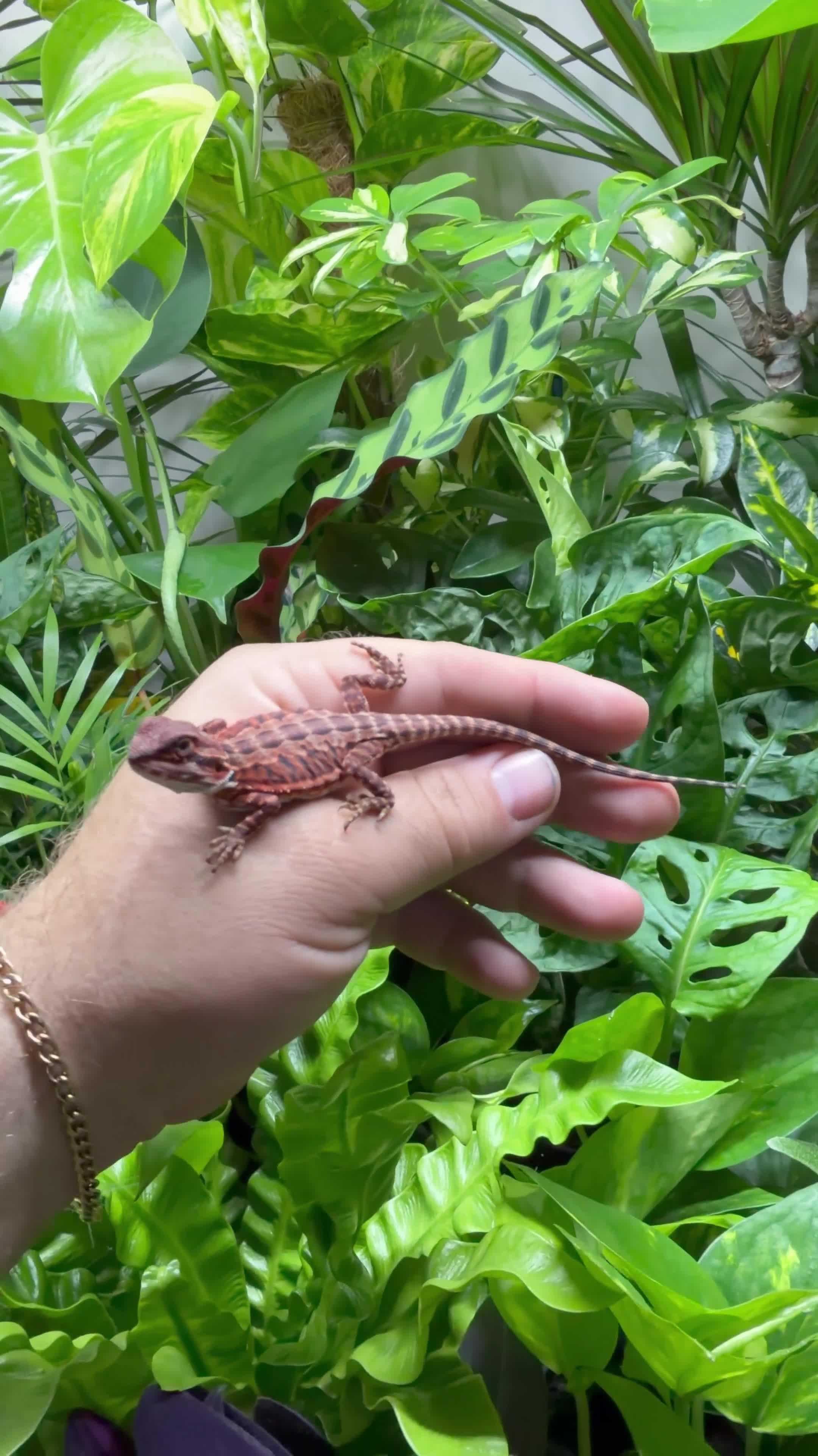 Bearded Dragon reptiles for sale: 100% Baby Red Monster Bearded Dragons - Video 2